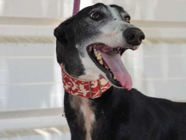 Gabbana, Galga au cœur immense à adopter