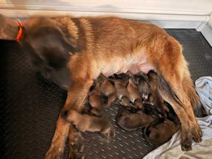 Chiots Malinois charbonnés à vendre