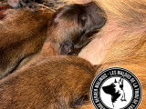 Chiots Malinois charbonnés à vendre