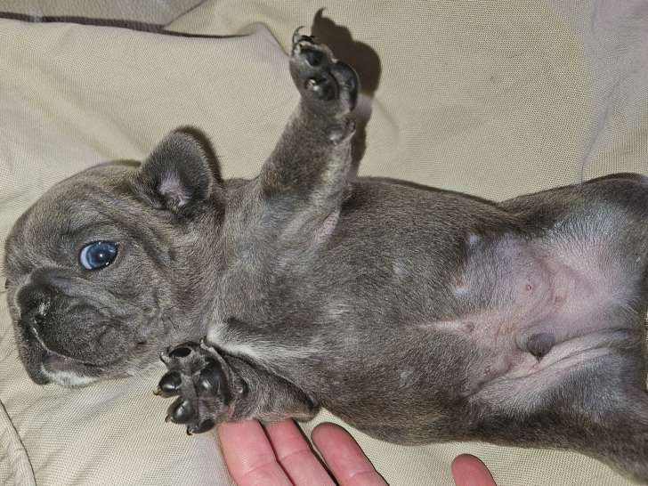 Mâle bleu 1300€