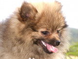 Superbes femelles Loulou de Poméranie teacup LOF à vendre