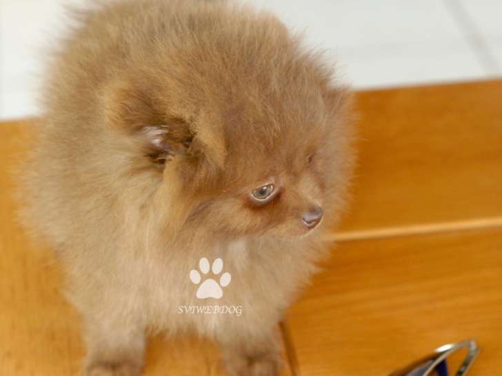 Magnifique chiot femelle Loulou de Poméranie teacup marron LOF à vendre
