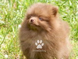 Magnifique chiot femelle Loulou de Poméranie teacup marron LOF à vendre