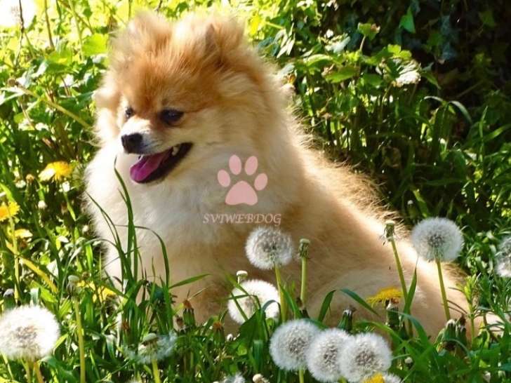Magnifique chiot mâle Loulou de Poméranie orange LOF