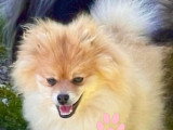 Magnifique chiot mâle Loulou de Poméranie orange LOF