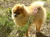 Magnifique chiot mâle Loulou de Poméranie orange LOF