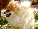 Magnifique chiot mâle Loulou de Poméranie orange LOF