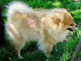 Magnifique chiot mâle Loulou de Poméranie orange LOF