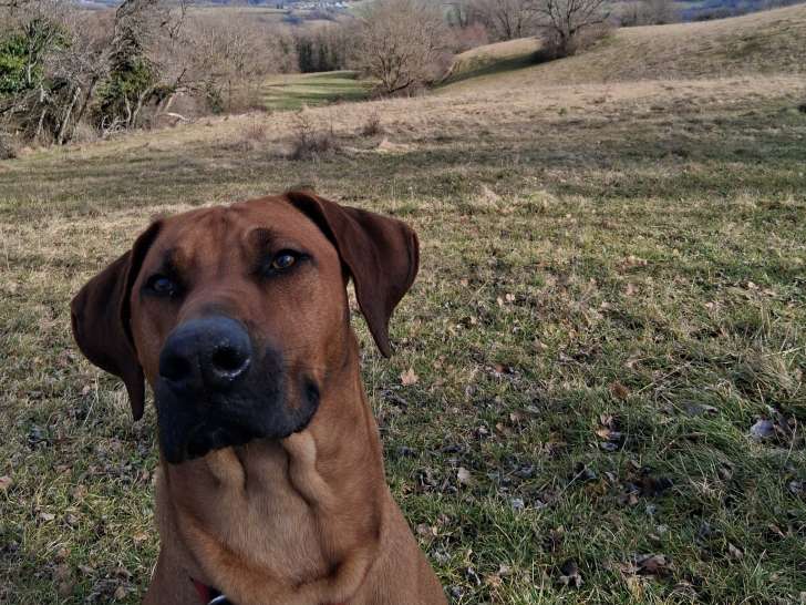Mâle Rhodesian Ridgeback disponible pour saillie