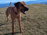 Mâle Rhodesian Ridgeback disponible pour saillie