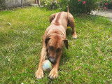 Mâle Rhodesian Ridgeback disponible pour saillie
