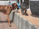 Mâle Rhodesian Ridgeback disponible pour saillie