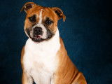 Mâle Staffordshire Bull Terrier disponible pour saillie