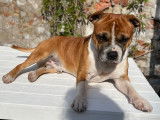 Mâle Staffordshire Bull Terrier disponible pour saillie