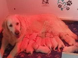Chiots de race Golden Retriever à vendre (4 femelles & 7 mâles)