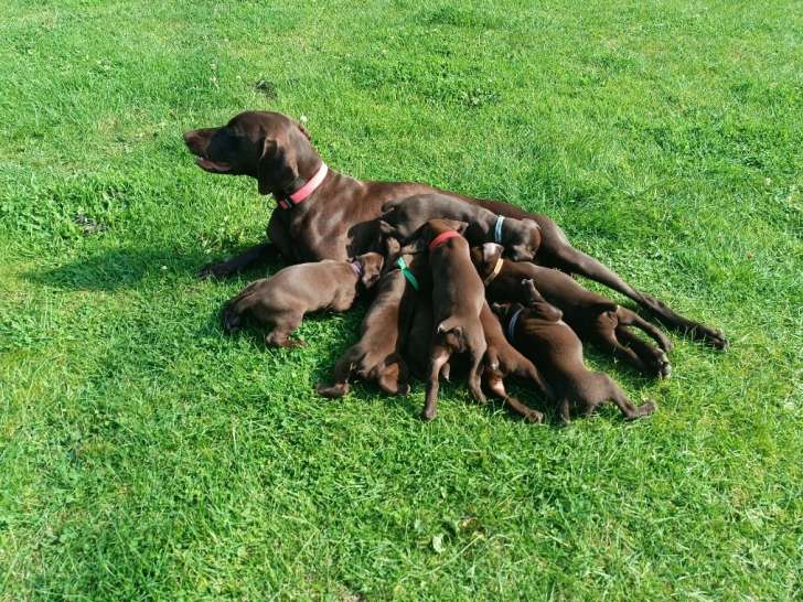 Chiots femelles Braque Allemand à vendre