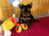 3 chiots Yorkshire Terrier LOF à réserver
