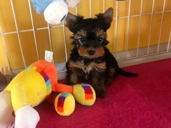 3 chiots Yorkshire Terrier LOF à réserver