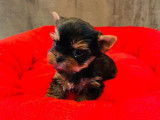 3 chiots Yorkshire Terrier LOF à réserver
