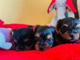 3 chiots Yorkshire Terrier LOF à réserver