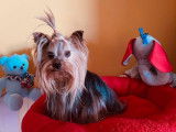 3 chiots Yorkshire Terrier LOF à réserver