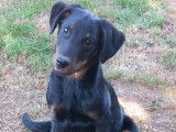 1 chiot mâle Beauceron en vente (LOF)