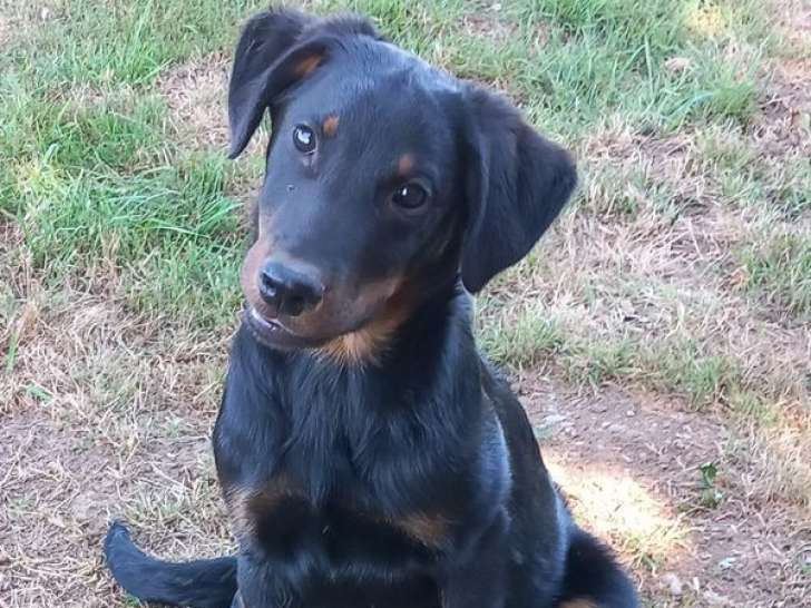1 chiot mâle Beauceron en vente (LOF)