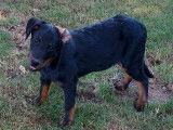 1 chiot mâle Beauceron en vente (LOF)