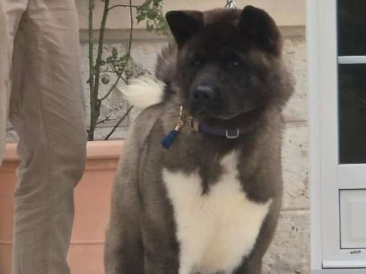 À vendre, 1 chiot Akita Américain mâle (LOF)