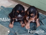 7 chiots Cocker Anglais LOF à réserver