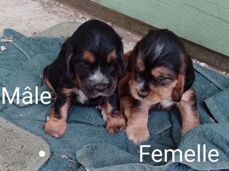 7 chiots Cocker Anglais LOF à réserver