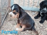 7 chiots Cocker Anglais LOF à réserver
