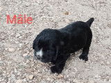 7 chiots Cocker Anglais LOF à réserver