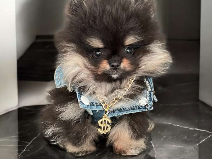 Chiot Spit Nain Poméranien de lignées de champions à vendre
