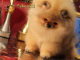 Chiot Spit Nain Poméranien de lignées de champions à vendre