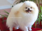 Chiot Spit Nain Poméranien de lignées de champions à vendre