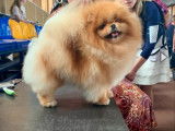 Chiot Spit Nain Poméranien de lignées de champions à vendre