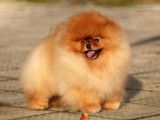 Chiot Spit Nain Poméranien de lignées de champions à vendre