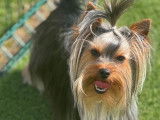 Chien Yorkshire Terrier disponible pour saillie (LOF)