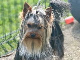 Chien Yorkshire Terrier disponible pour saillie (LOF)