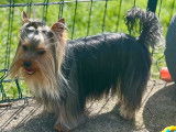 Chien Yorkshire Terrier disponible pour saillie (LOF)