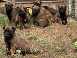 8 chiots Bergers Belges Malinois LOF à réserver
