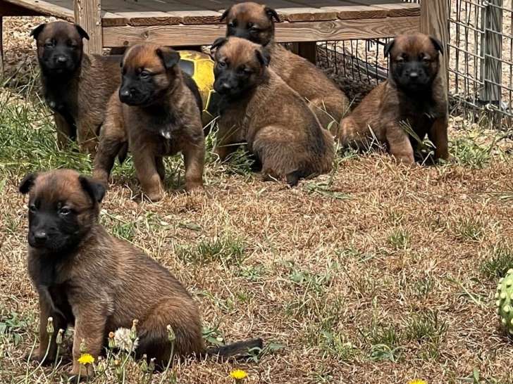 8 chiots Bergers Belges Malinois LOF à réserver