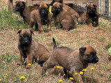 8 chiots Bergers Belges Malinois LOF à réserver