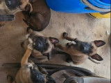 8 chiots Bergers Belges Malinois LOF à réserver