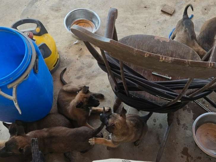 8 chiots Bergers Belges Malinois LOF à réserver