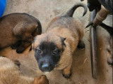 8 chiots Bergers Belges Malinois LOF à réserver