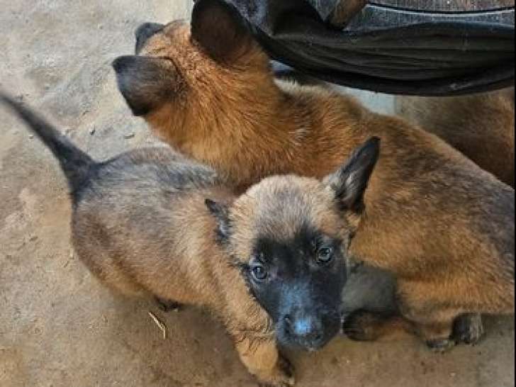 8 chiots Bergers Belges Malinois disponibles à la vente (LOF)