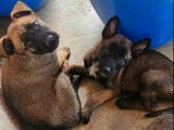 8 chiots Bergers Belges Malinois disponibles à la vente (LOF)