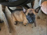 8 chiots Bergers Belges Malinois disponibles à la vente (LOF)